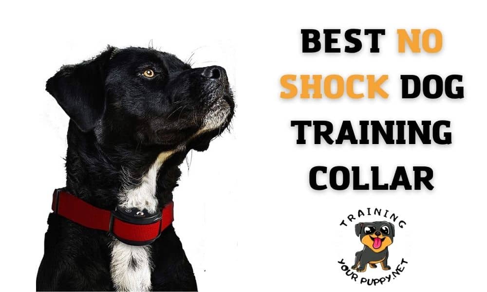Best No Shock Dog Training Collars