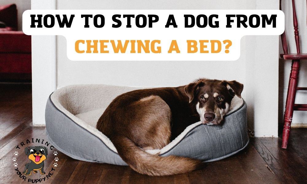 How to stop a dog from chewing a bed