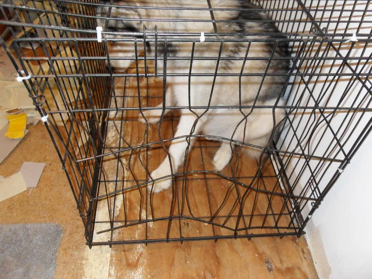 dog escape the crate