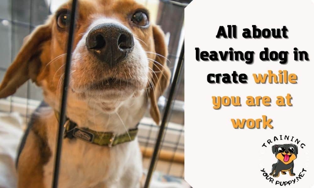All about leaving dog in crate while you are at work