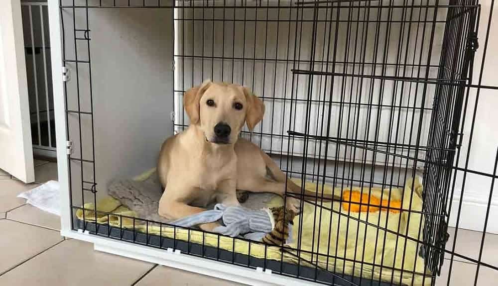 lab dog in crate