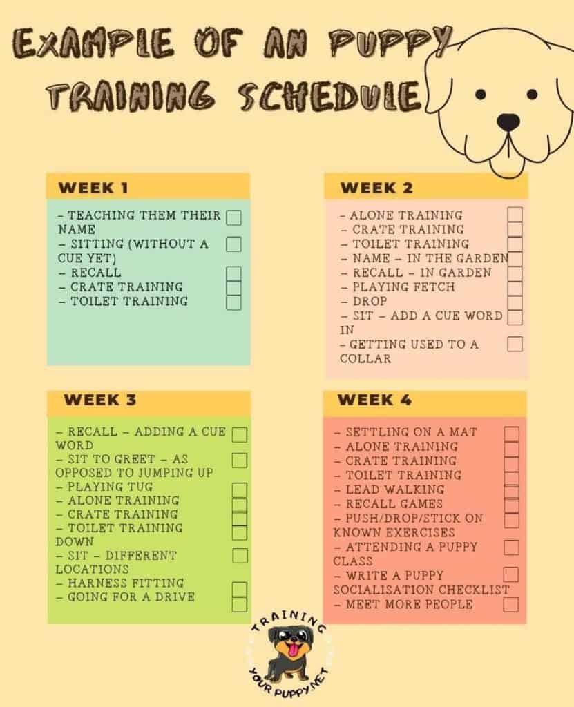puppy training schedule