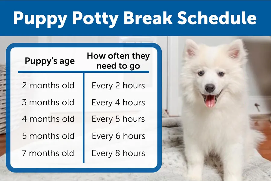 puppy potty break schedule