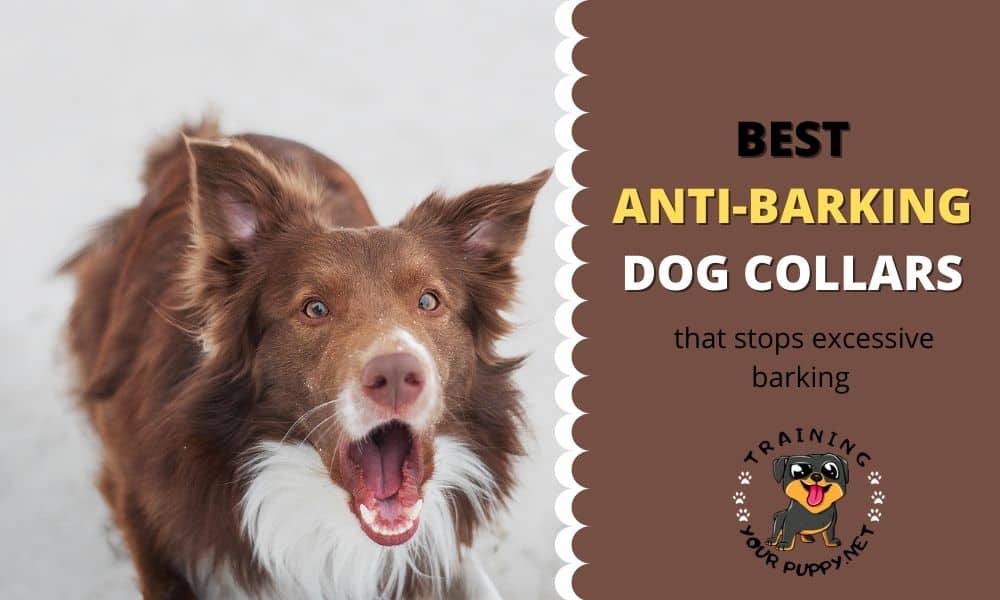 BEST ANTI-BARKING DOG COLLARS
