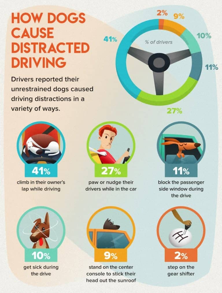 how dogs cause distracted driving infographic