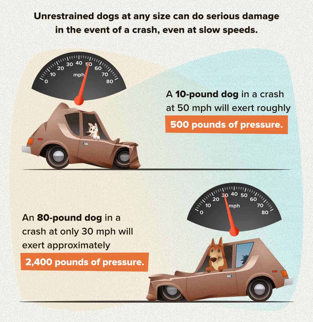 how dog can do serious damage in the event of a crash
