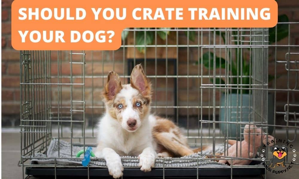 SHOULD YOU CRATE TRAINING YOUR DOG