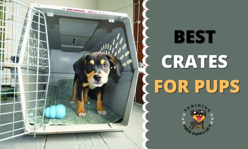 BEST CRATES FOR PUPS