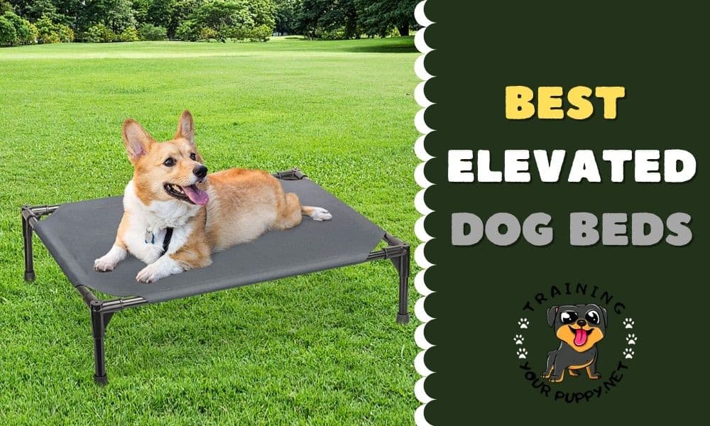 BEST ELEVATED DOG BEDS