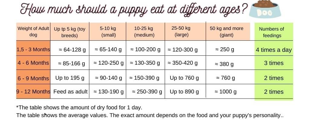 infographic on how much should a puppy eat at different ages