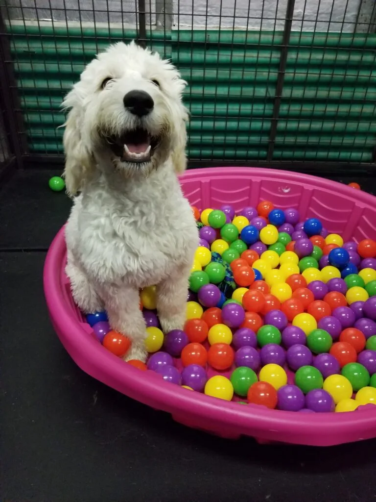 dog in the pool of balloons