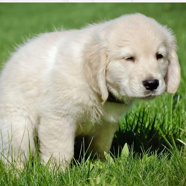 puppy peeng on the grass