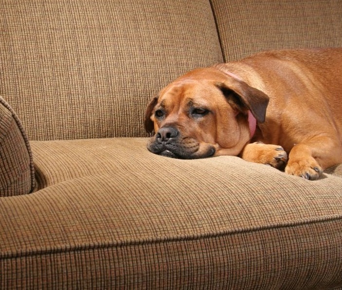 sad dog on the couch