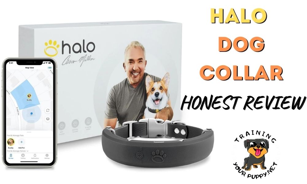 halo collar review