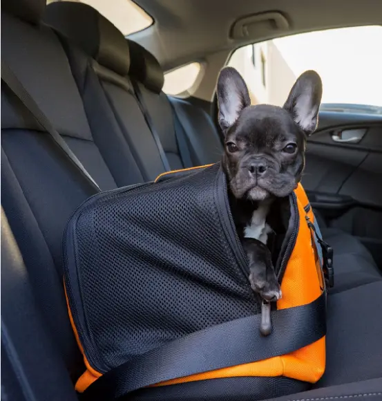little dog it the pet carrier in the car