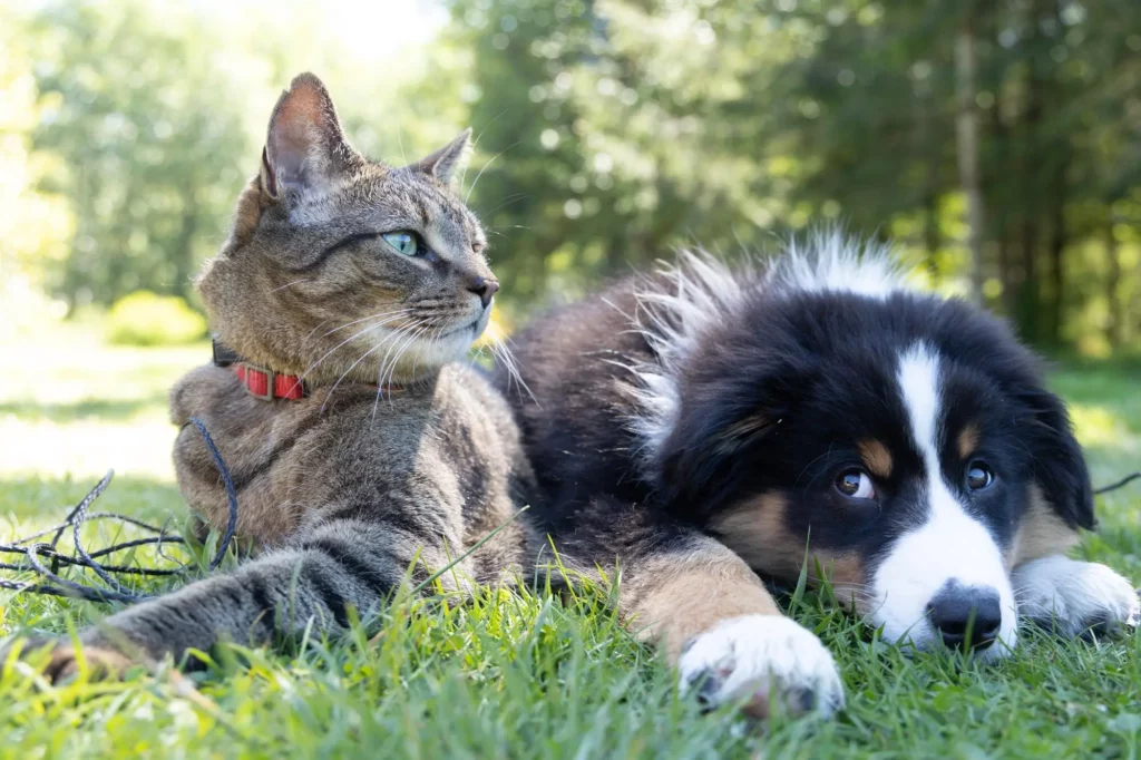 a cat and a dog on the grass