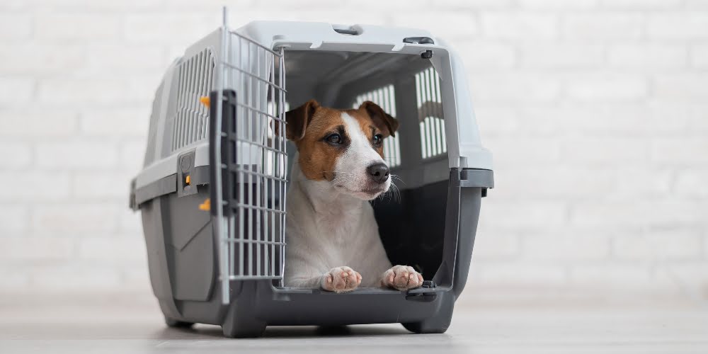 a dog in the crate with the open door