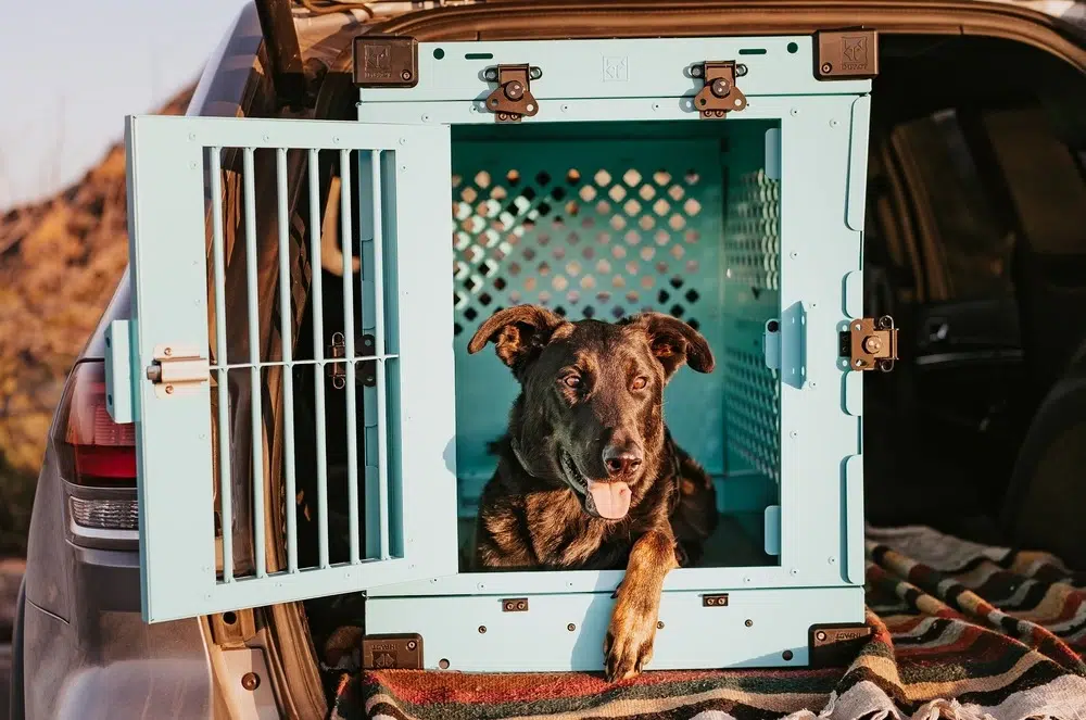 foldadble IMPACT dog crate in the car, the dog sits in the crate