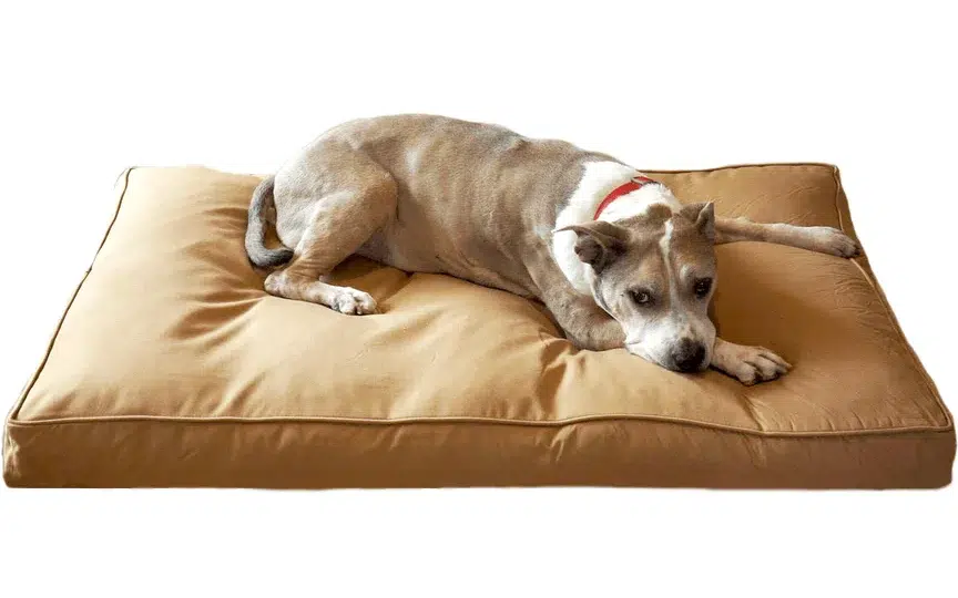 a dog lying on the bully bed chew resistant