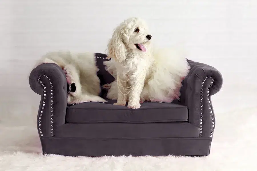 Luxury velvet sofa for the dog