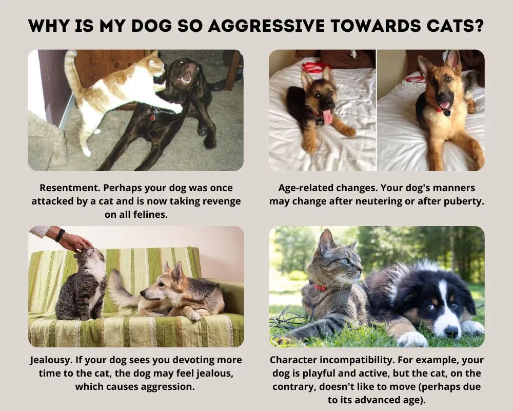 WHY DOGS ARE AGgressive to Cats
