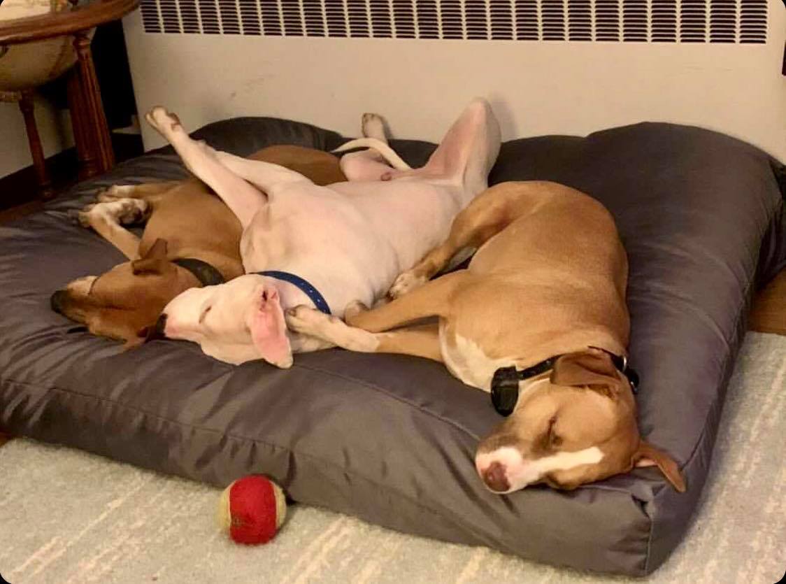 three dogs on the dog Bed