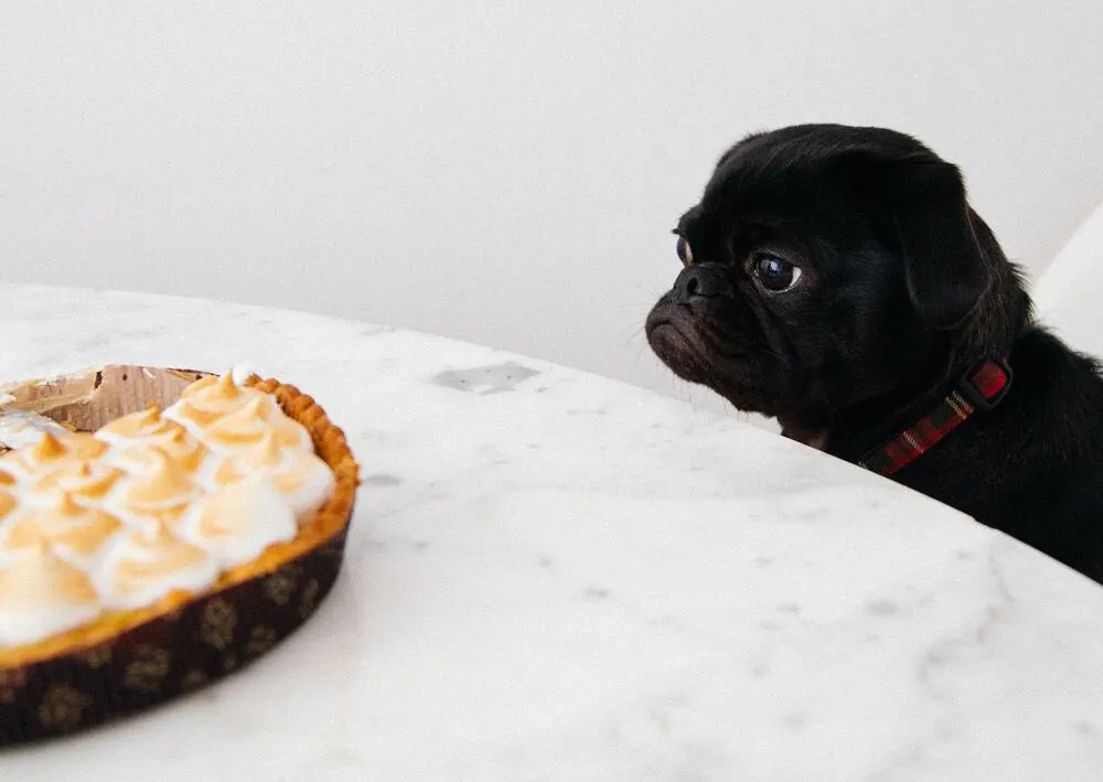 A black pug sitting at the table looking at the food