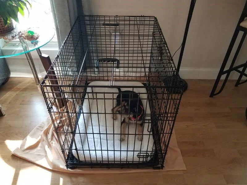 puppy in the crate