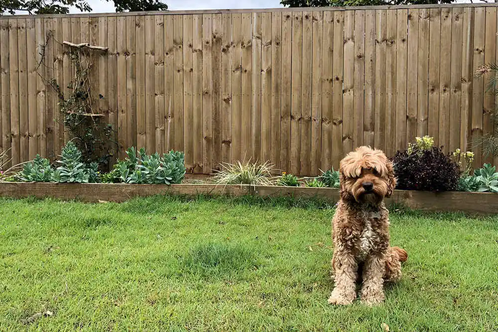 the fence is blocked from the dog digging