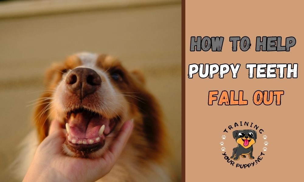 How to help puppy teeth fall out