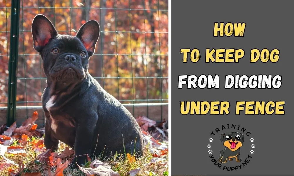 How to keep dog from digging under fence