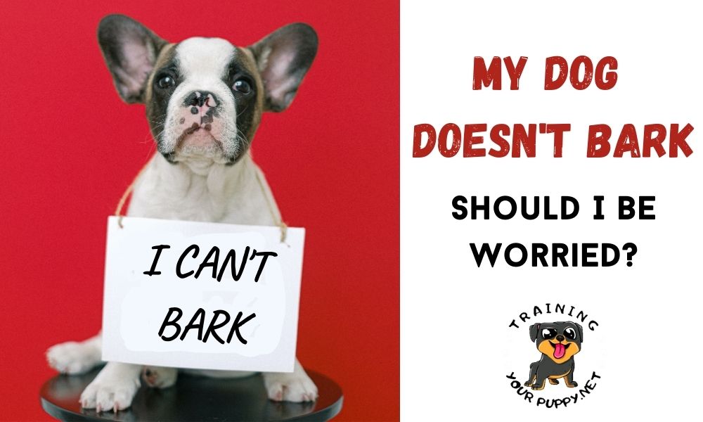 My dog doesn't bark