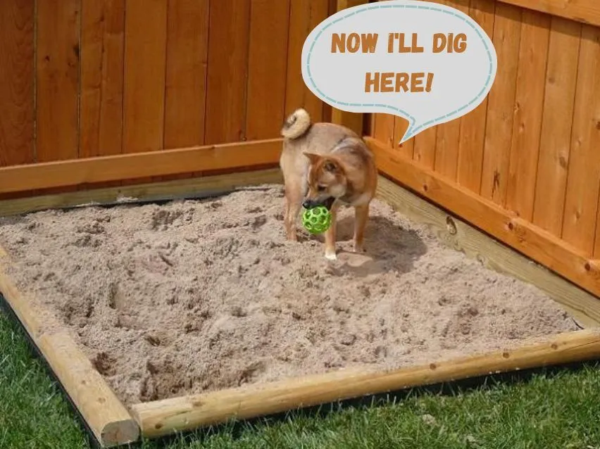 dog in the sandbox