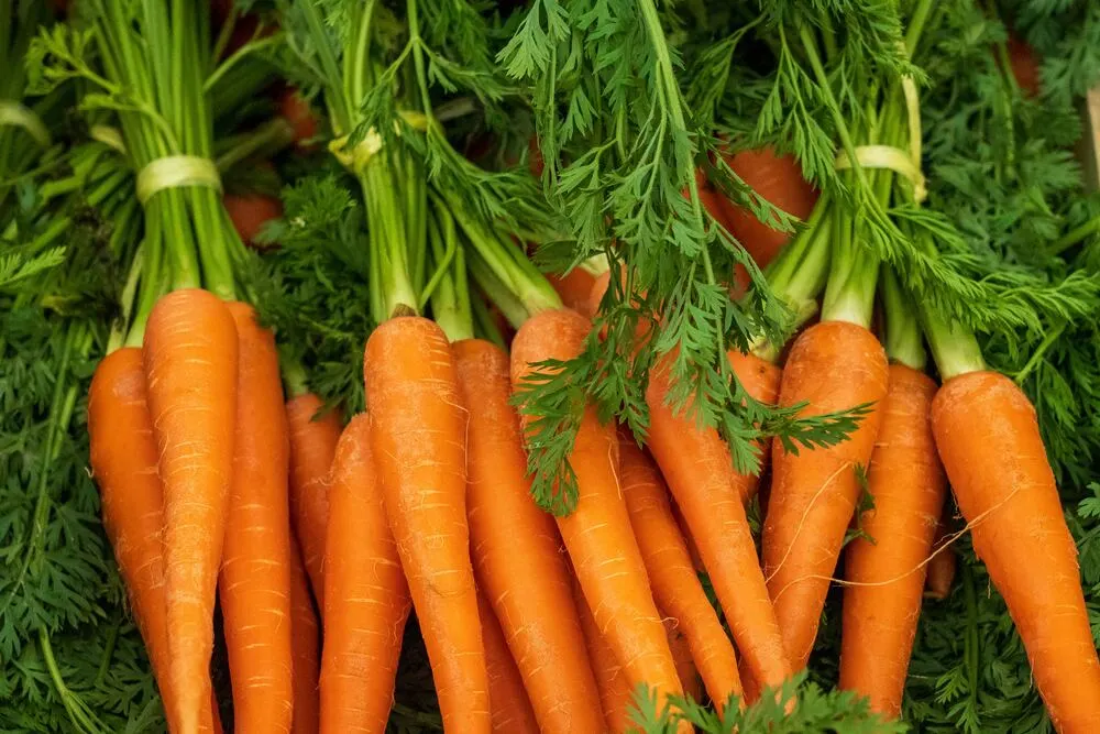 Lots of fresh carrots