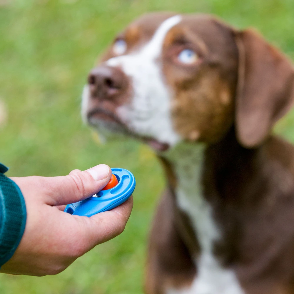 clicker for dog training