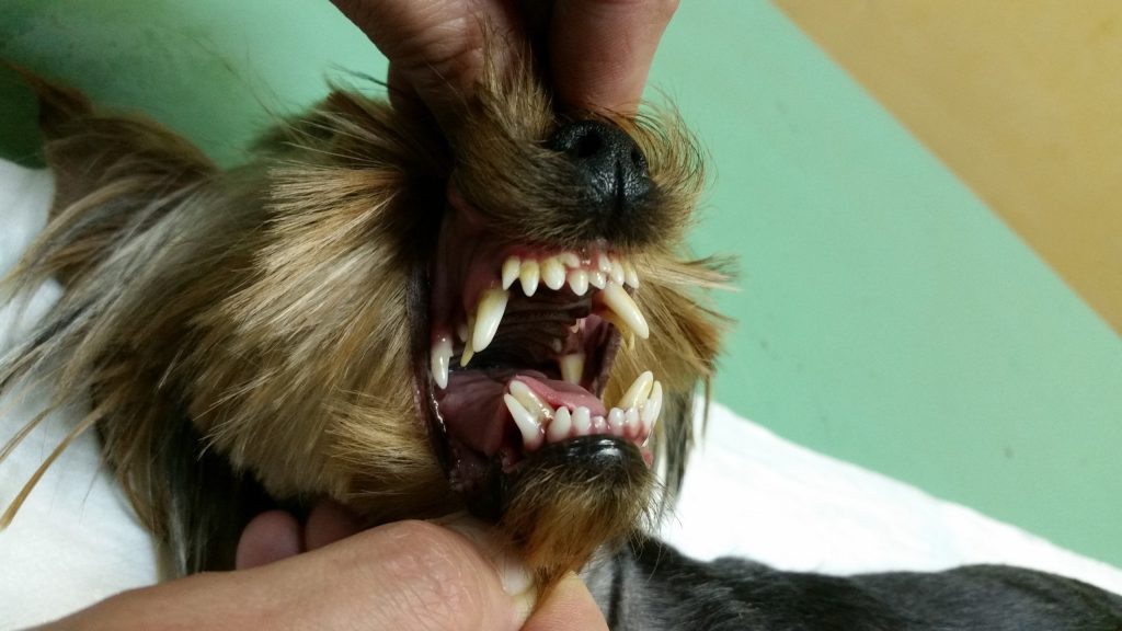 Double sets of teeth in dog