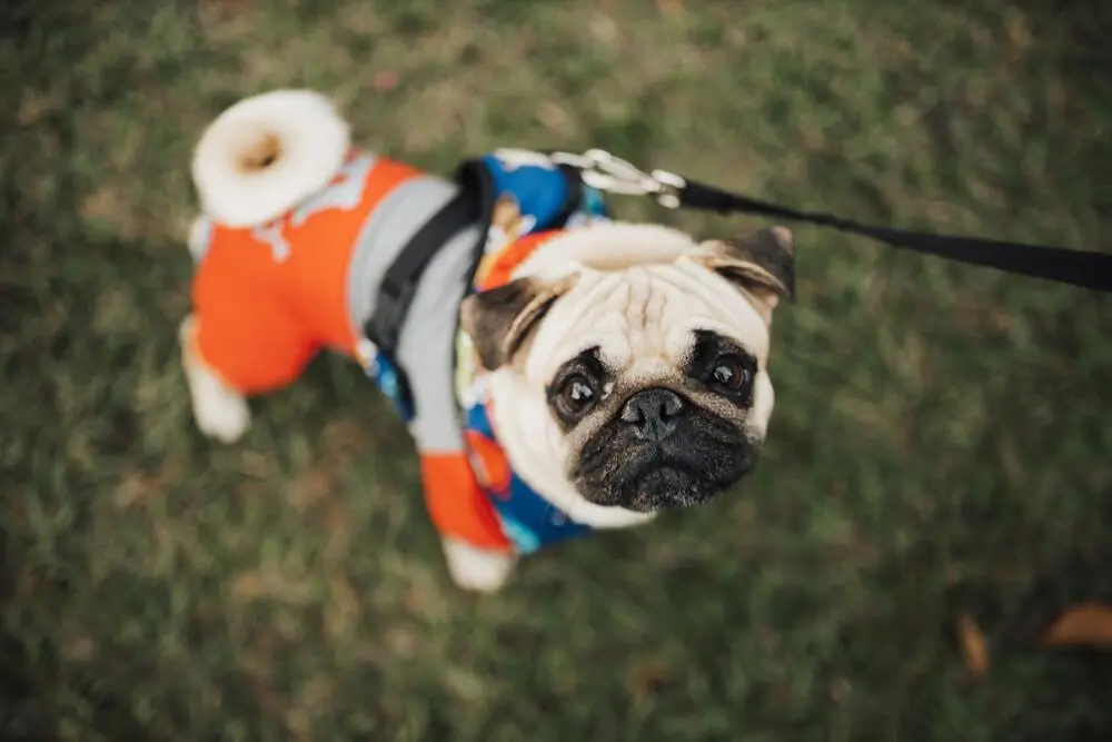 a pug on a leash