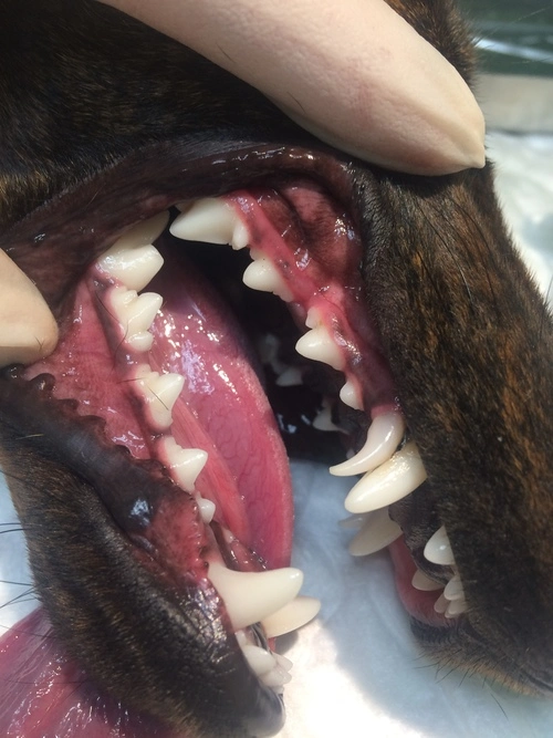 retained baby teeth in dogs