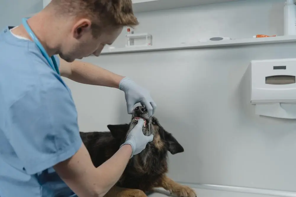 veterinarian examines a dog's teeth