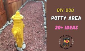 DIY dog outdoor potty area