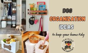 dog organization ideas